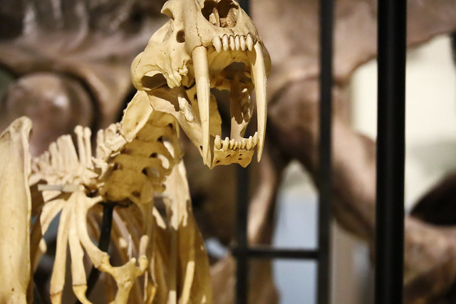 Big mouth at Natural History Museum of Scotland    IMG_9992