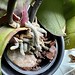 Orchid Roots