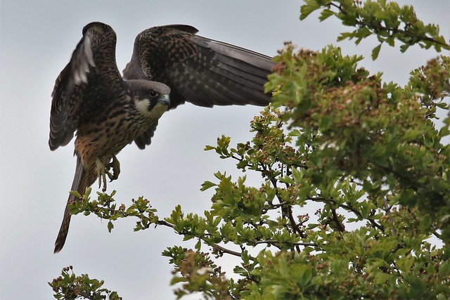 Elenoras Falcon  (Falcons, Caracaras) taken at Worth in Kent