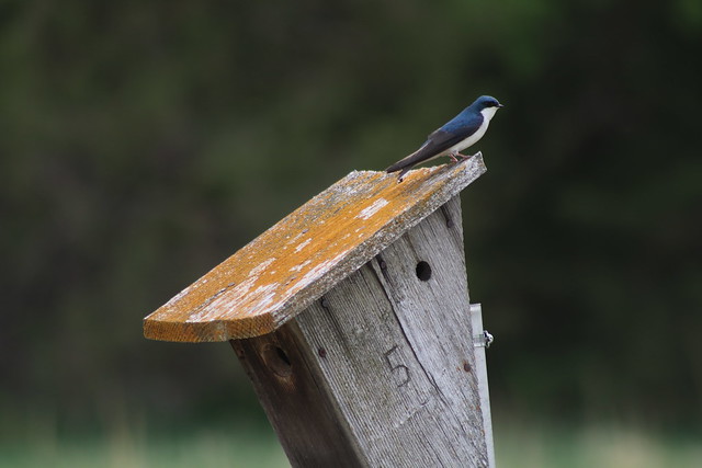 Tree Swallow Karl E Mundt National Wildlife Refuge