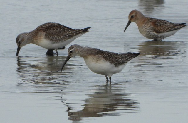 Two juvenile Curlew sandpipers with a Dunlin.