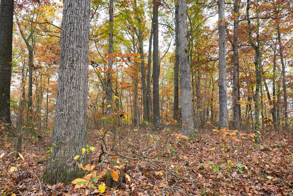 Cawthorn Trail