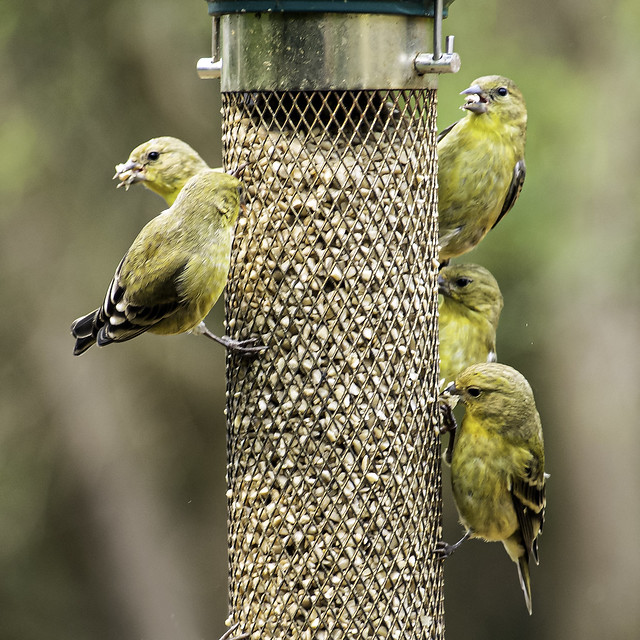 Goldfinches at a Feeder