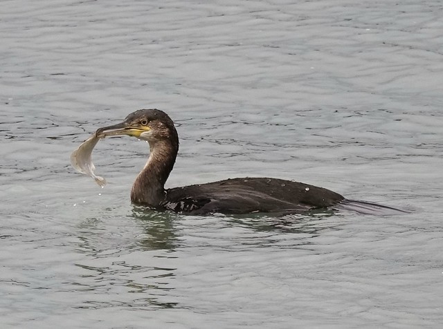 Flatfish Lunch for a Cormorant