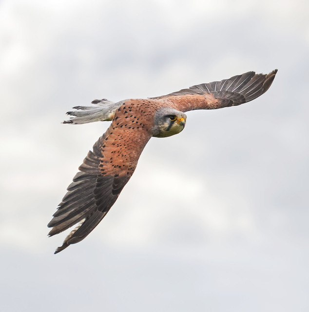 Male Kestrel in flight across a grey sky