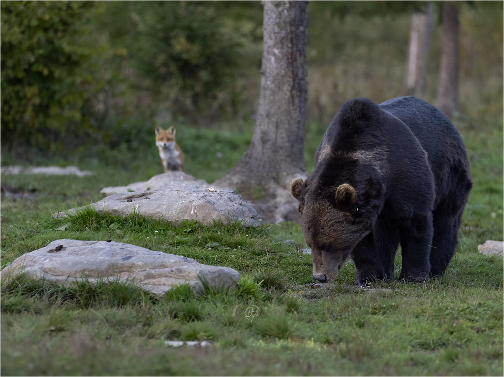Carpathian brown bear and red fox