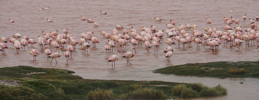 Jame's flamingos, the Red Lagoon (Laguna Colorada) at 4,278m. (14,035 ft.), Altiplanos Bolivianos (Bolivian Highlands), Potosí, Bolivia.