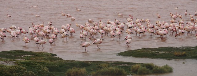 Jame's flamingos, the Red Lagoon (Laguna Colorada) at 4,278m. (14,035 ft.), Altiplanos Bolivianos (Bolivian Highlands), Potosí, Bolivia.
