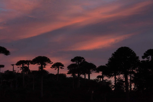 Ralco Parque nacional de Ralco | Ignacia Ulloa | Flickr