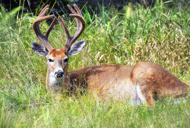 White-tailed deer in a meadow
