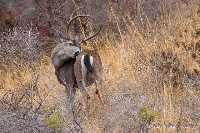 Male Black-tailed Deer Grooms Its Fur Coat In Thick Chapparral Habitat