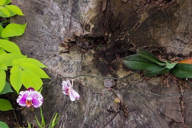 Orchid Growing in Stump