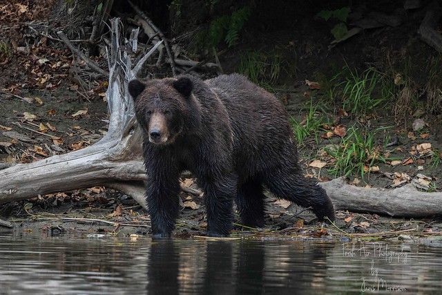 Grizzly Bear (Ursus arctos horribilis) Atnarko River, Tweedsmuir Provincial Park, BC
