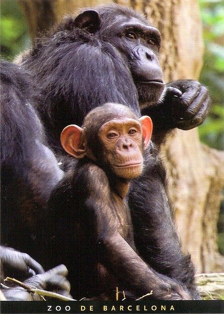 Barcelona Zoo - Chimpanzee