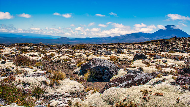 Alpine plants on the extreme volcanic terrain under Mount Ngauruhoe's  volcanic cone