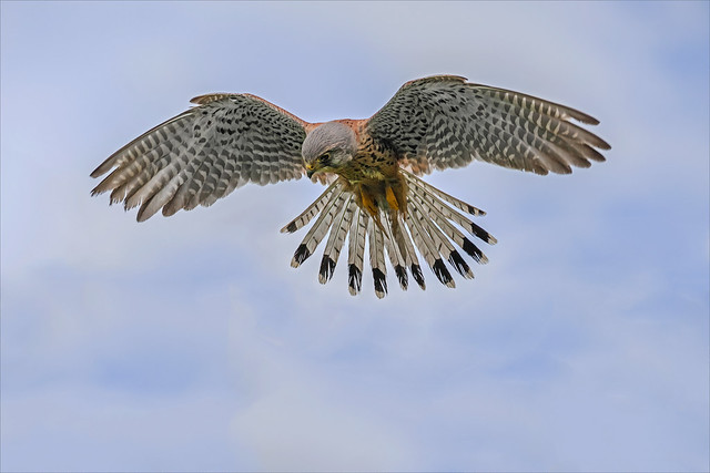 Male Kestrel hovering in a blue sky.