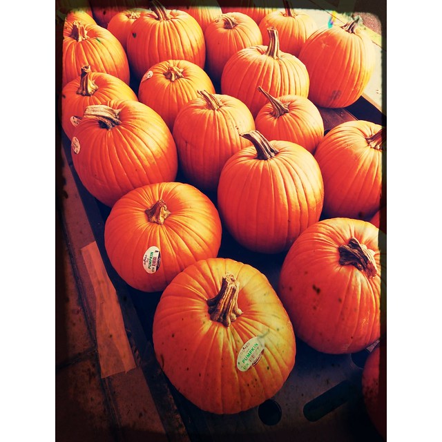 pumpkins awaiting