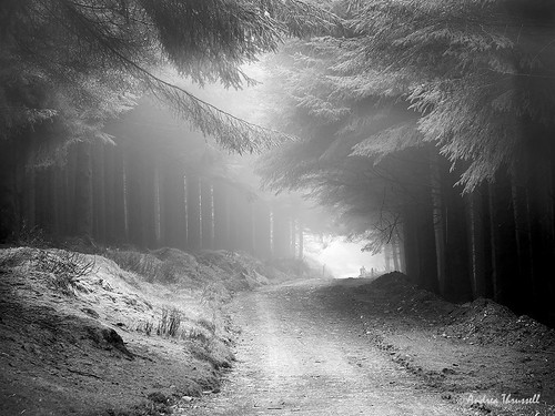path trees forest mist fog isleofman iom manx plantation weather monochome blackandwhite branches mono landscape countryside overhanging mysterious mystery distance distant gate fuji