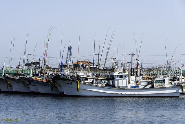 Chagwido-Squid fishing boats