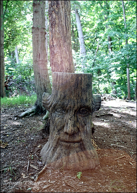 Face In The Woods...
