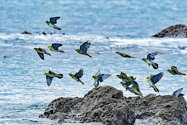 White-bellied pigeons flying to and over sunken rocks