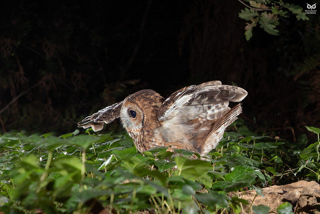Coruja-do-mato, Tawny Owl (Strix aluco)
