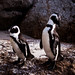 African penguins, M. Schouten