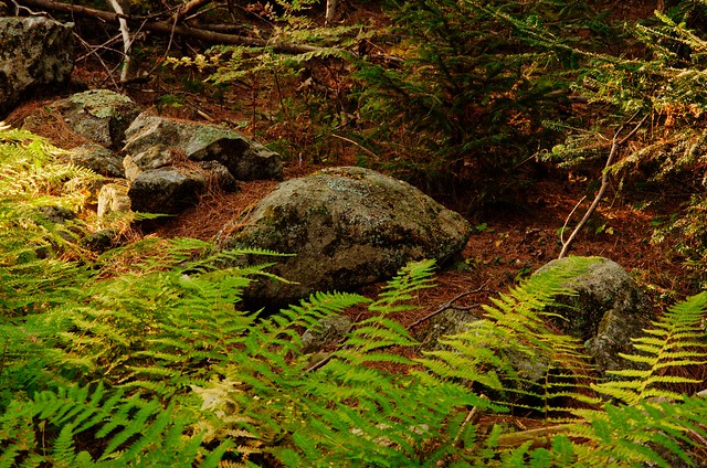 Ferns and Rocks