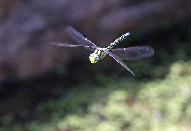 Male Southern Hawker, England