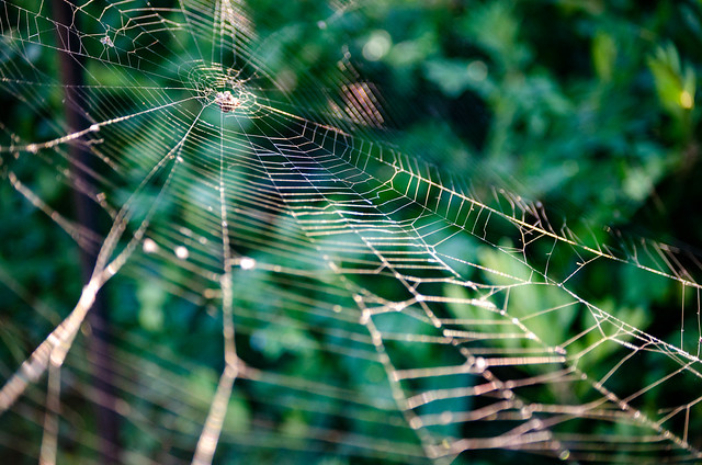 Spiderweb at Olbrich Botanical Garden, Madison (1) - 9/19/22