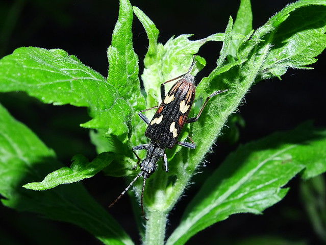 Gelbbindiger Zangenbock - Two-banded Longhorn Beetle