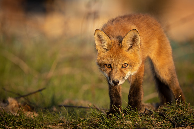Red Fox Kit approaches warily