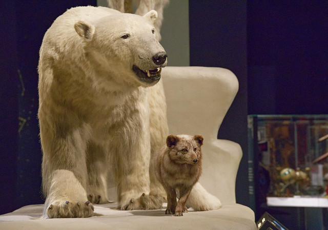 Polar Bears at the National Museum of Scotland   IMG_9997