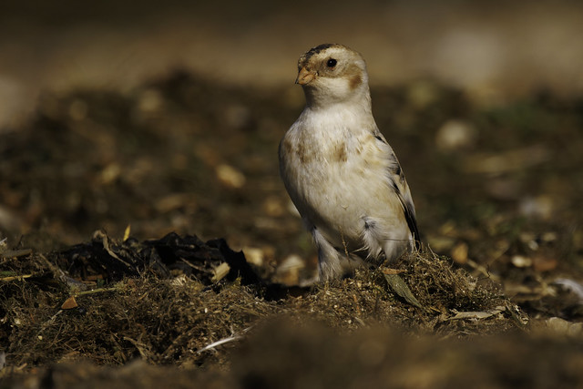Male Snow Bunting