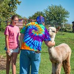 National Alpaca Farm Days The interaction wit the alpacas.
Taken at Little Creek Alpacas Sept 24, 2022