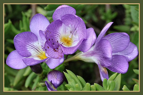 Freesias. | by leucadendron
