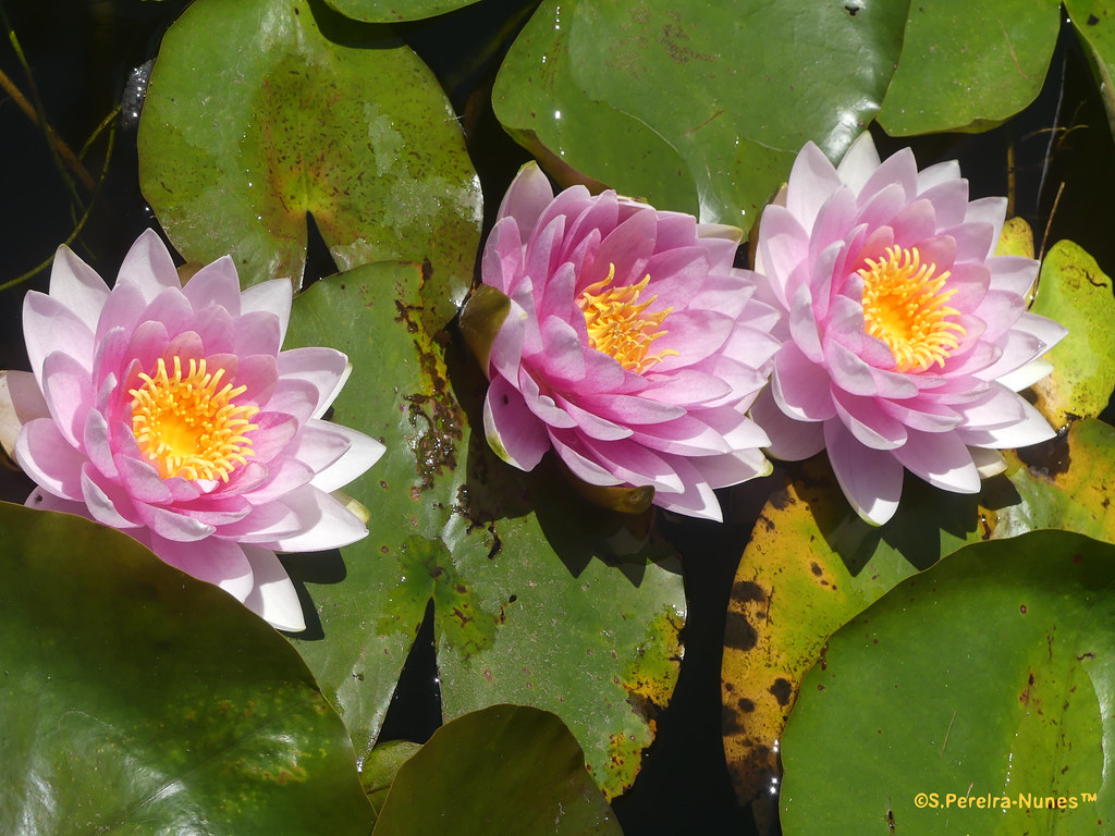 3 Pink Water Lilies, Stanley Park, Vancouver, Canada