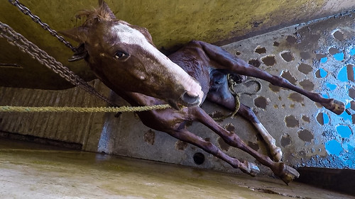 Matanza de caballos para carne en México