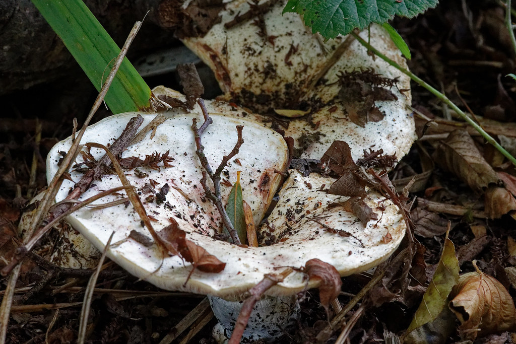 Toilet fungus? | Steve Whiteley | Flickr