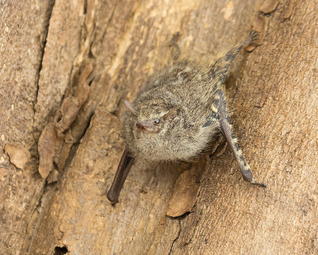 Proboscis Bat (Rhynchonycteris naso)