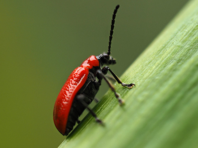 scarlet lily beetle