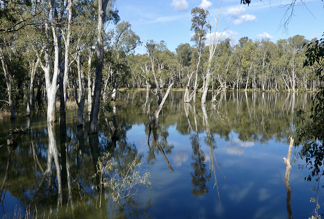 Reflections on the Murray River.