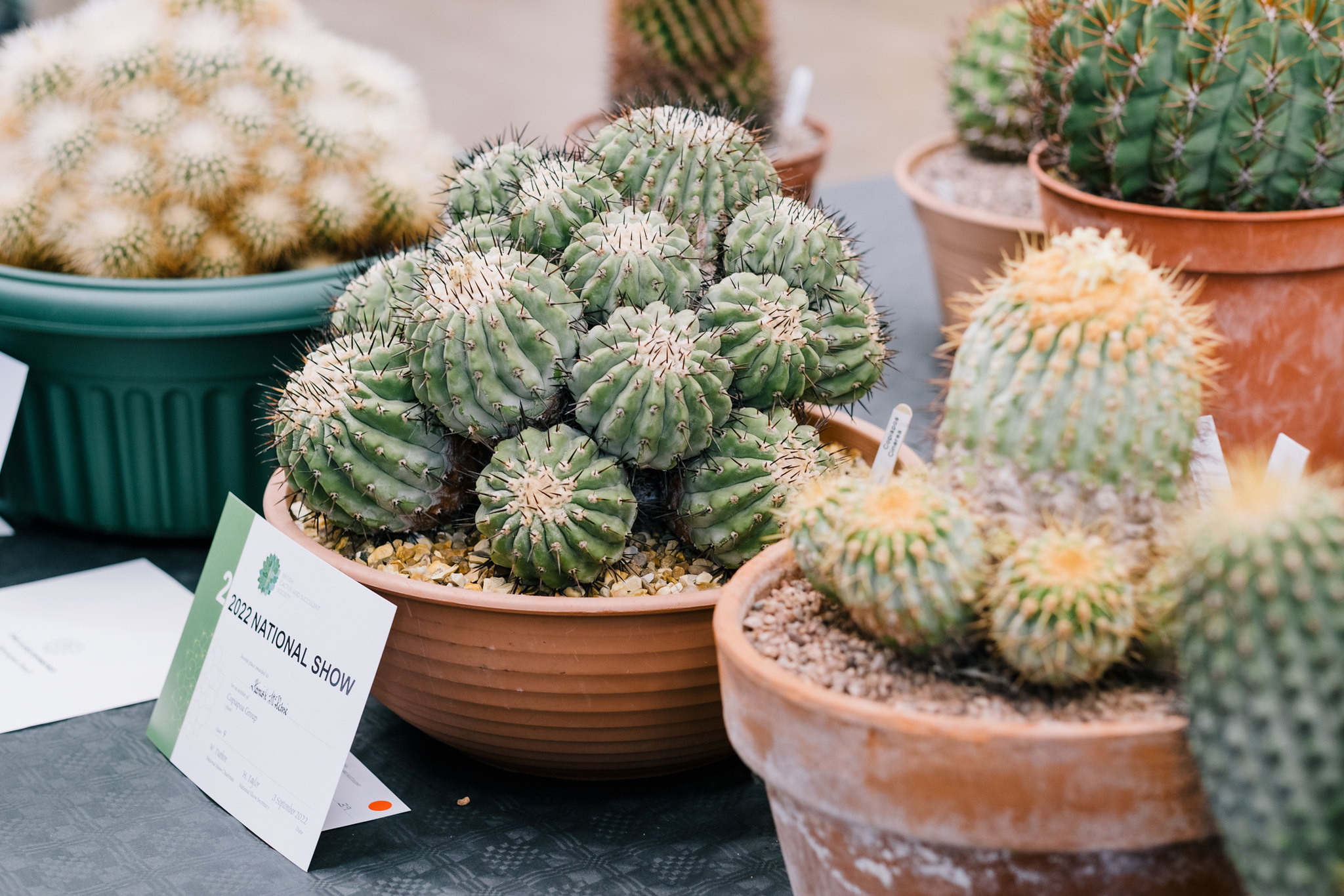 The National Show: Cactus World Live