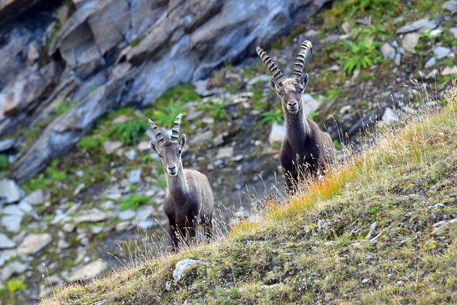 Curious Alpine ibexes