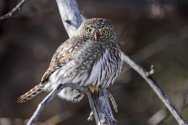 Northern Pygmy Owl - Pose