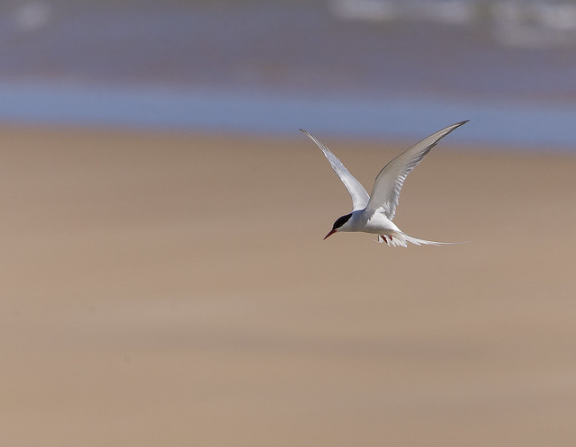 Arctic Tern  Northumberland England