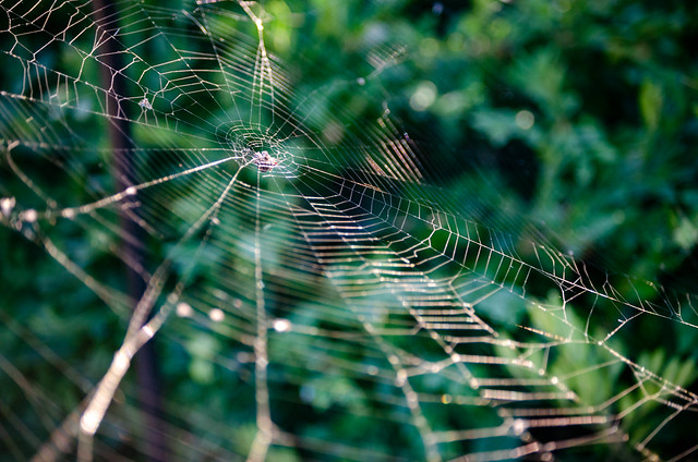 Spiderweb at Olbrich Botanical Garden, Madison (2) - 9/19/22