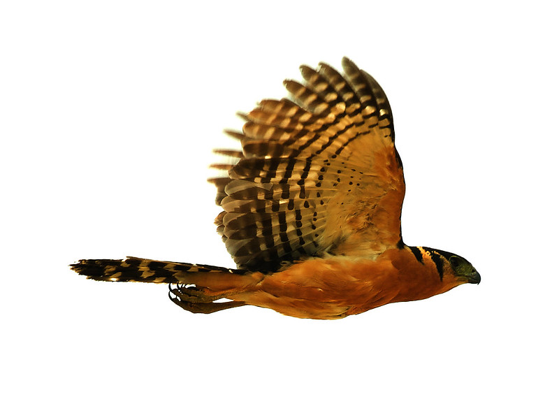 Collared Forest-Falcon_Micrastur semitorquatus_Ascanio_Pantanal_Mato Grosso_Brazil_DZ3A2553