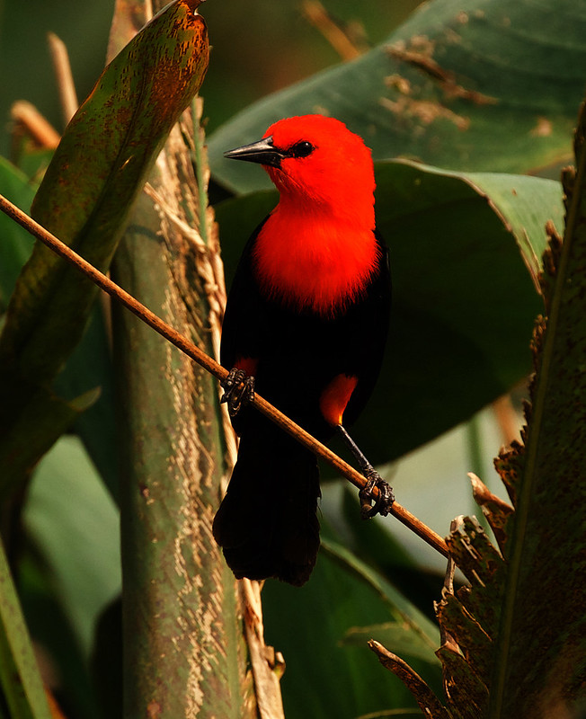 Scarlet-headed Blackbird_Amblyramphus holosericeus_Ascanio_Pantanal_Brazil_DZ3A2450