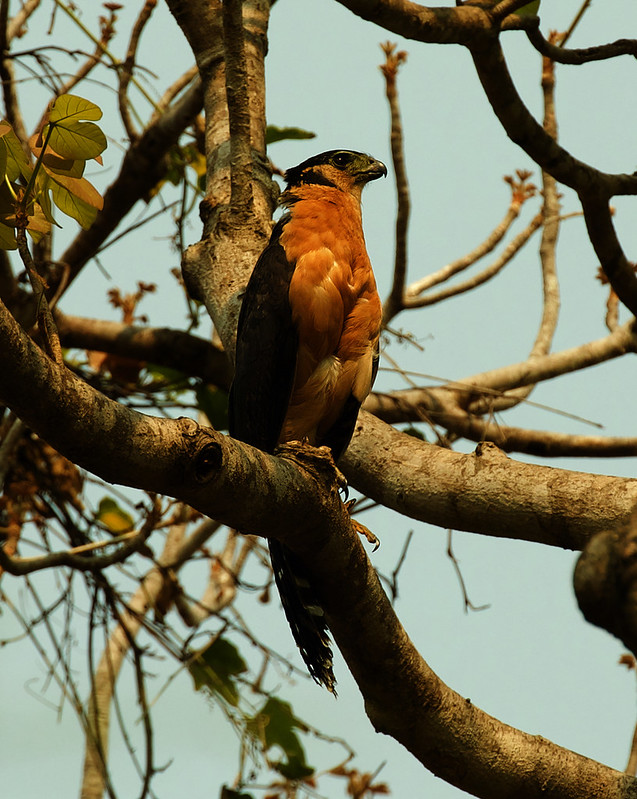 Collared Forest-Falcon_Micrastur semitorquatus_Ascanio_Pantanal_Mato Grosso_Brazil_DZ3A2663